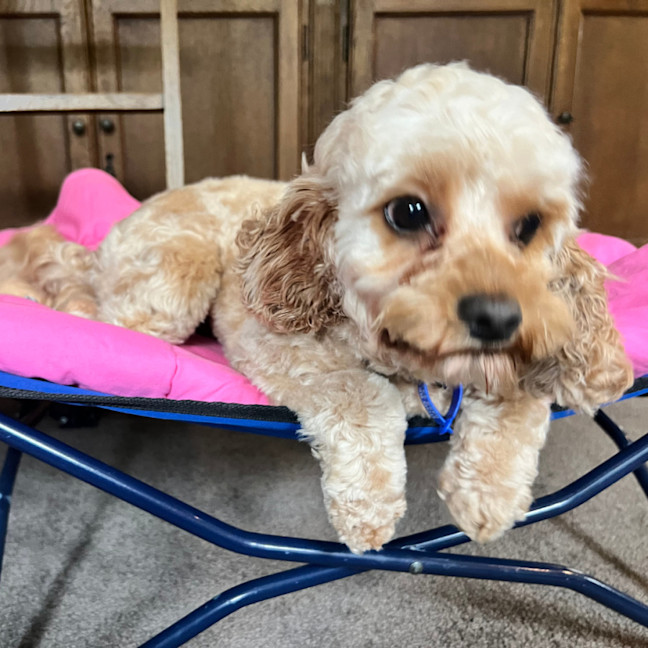 Photo of Marley   22 Month Old Cavoodle