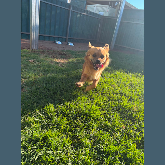 Photo of Barney