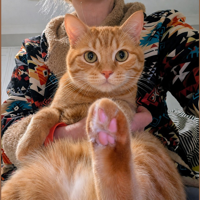 Photo of Toby