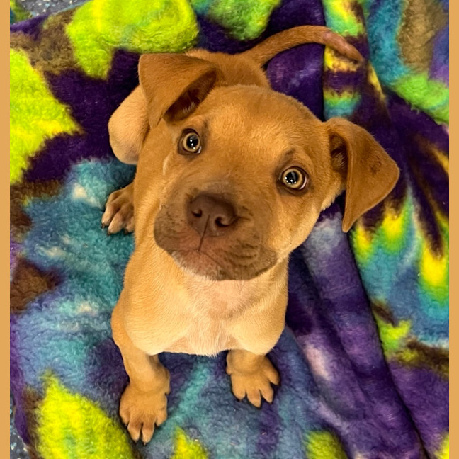 Photo of Loki