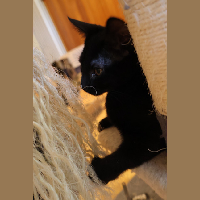 Photo of Cashew