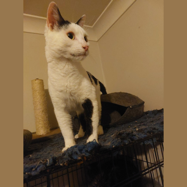 Photo of C 1 And Panda