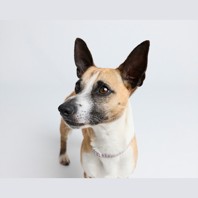 Photo of Arlo
