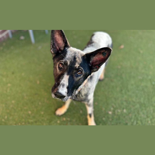 Photo of Arwen