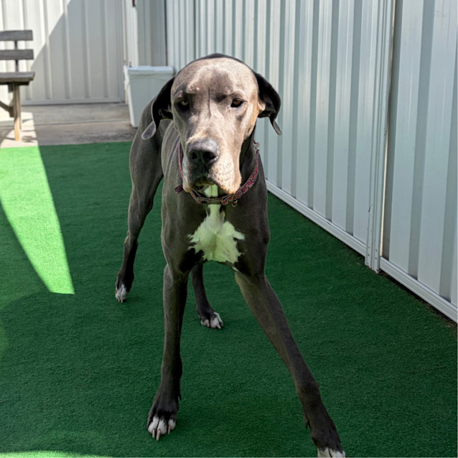 Photo of Maple