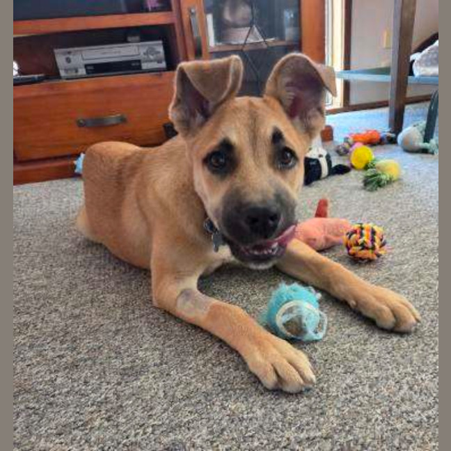 Photo of Trixie