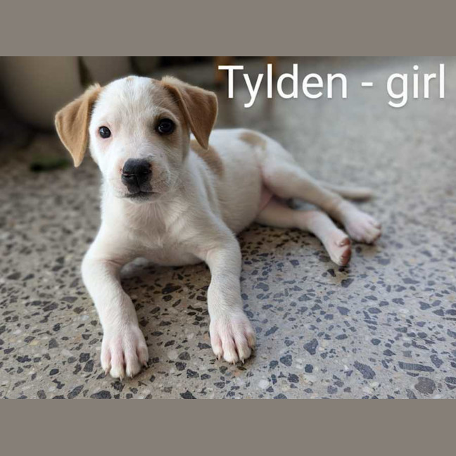 Photo of The Ranges Litter (Part 2)