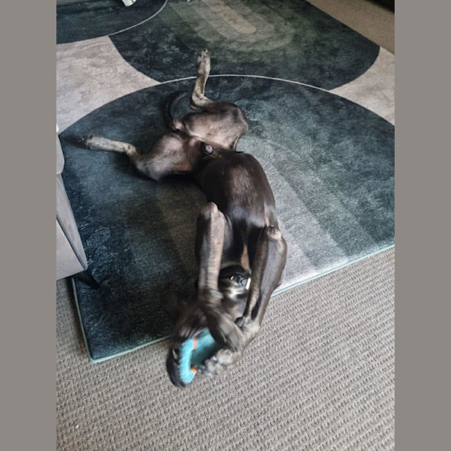 Photo of Clifford
