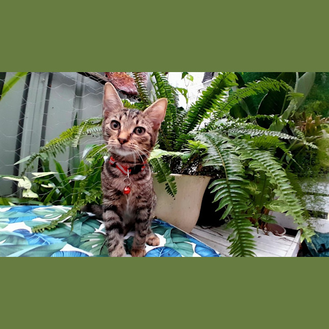 Photo of Gordon