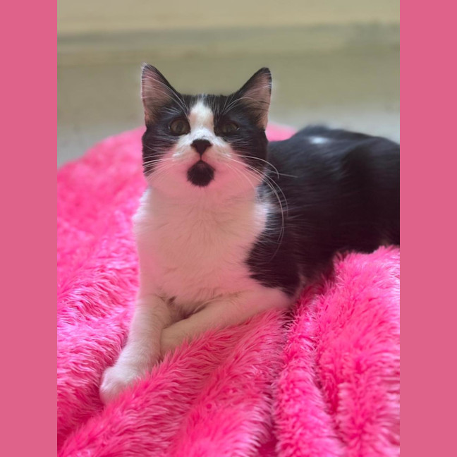 Photo of Otis
