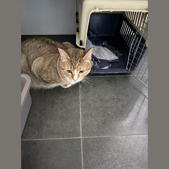 Photo of Juno Meet Me At Petstock Keysborough 