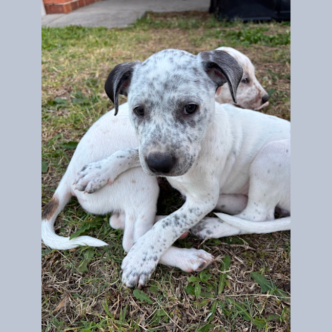 Photo of Bluey   9 Week Old Cattle Dog X