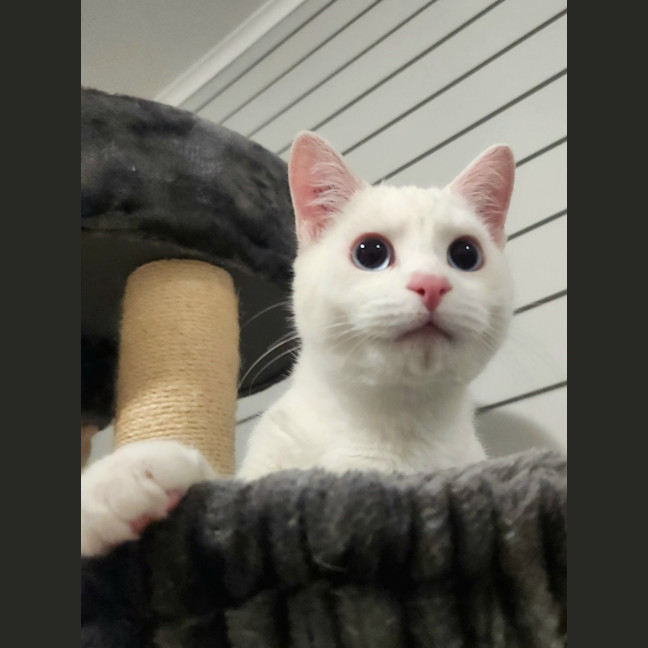 Photo of Kimba