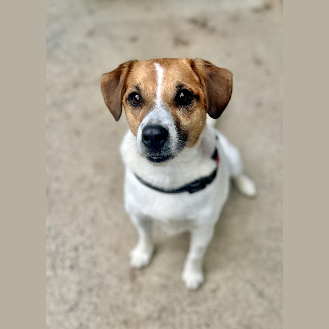 Photo of Jester