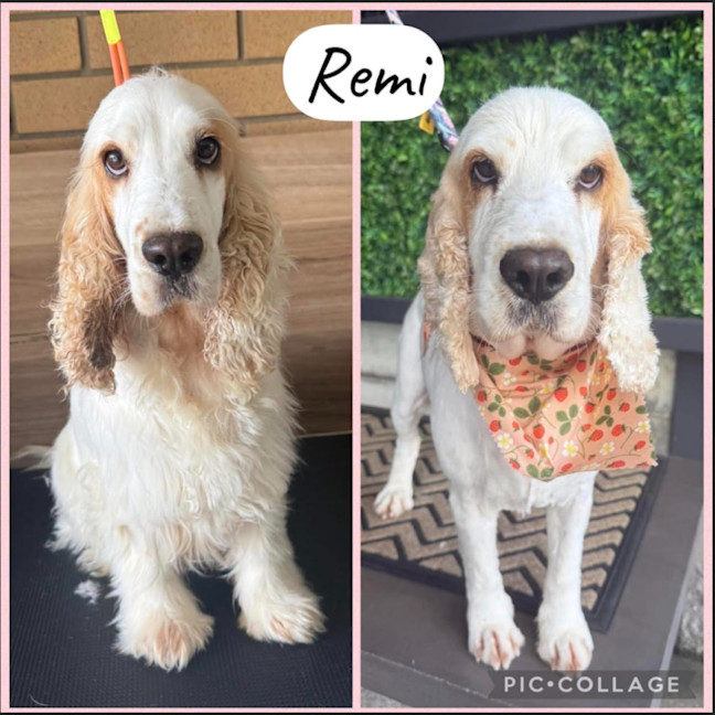 Photo of Remi