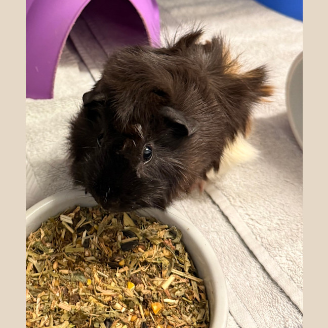 Photo of Penelope