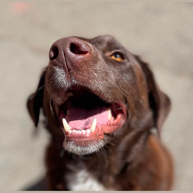 Photo of Charlie 