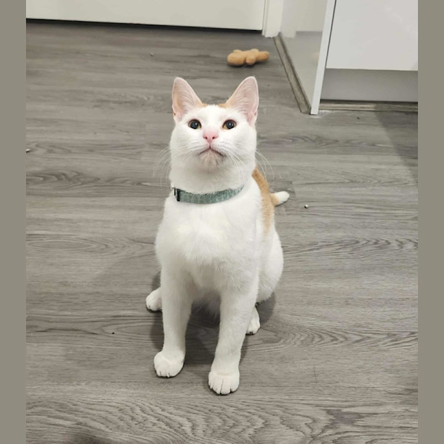 Photo of Cherry   In Foster In Ivanhoe