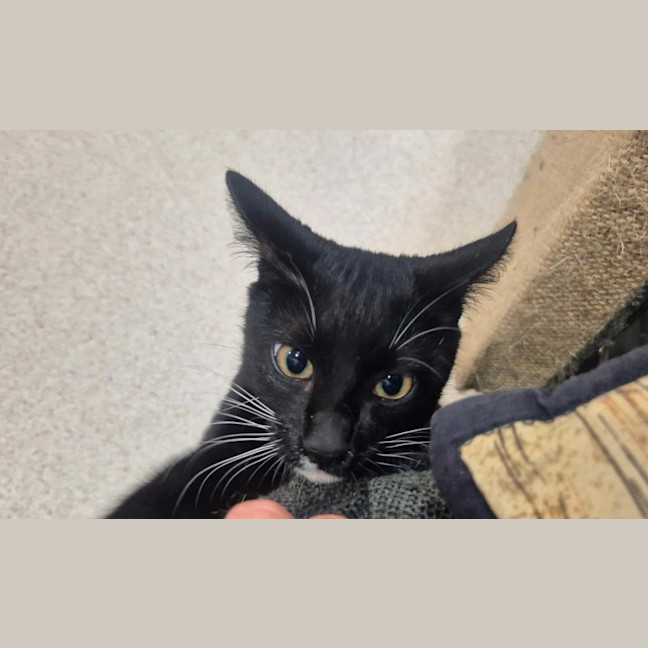 Photo of Onyx (0032)