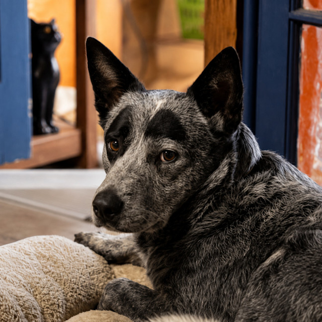 Photo of Bandit