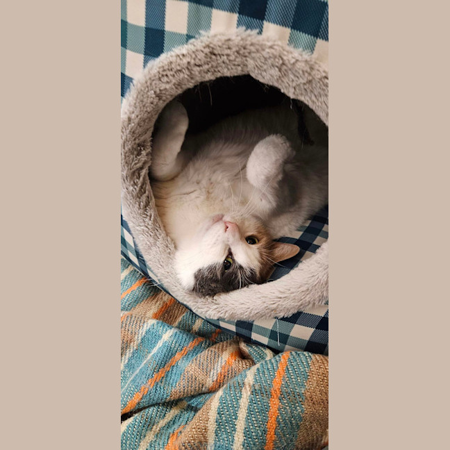 Photo of Diamond