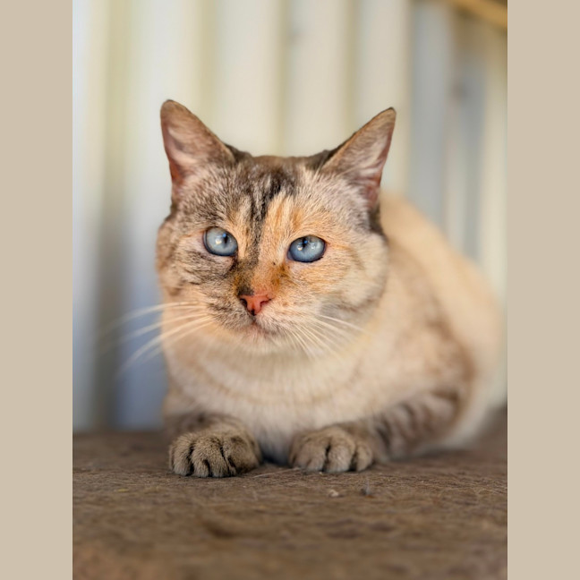 Photo of Nova
