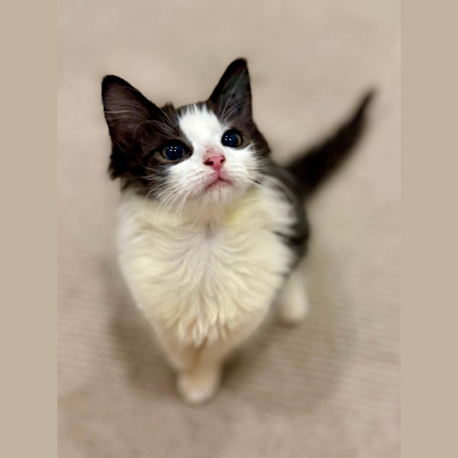 Photo of Luna