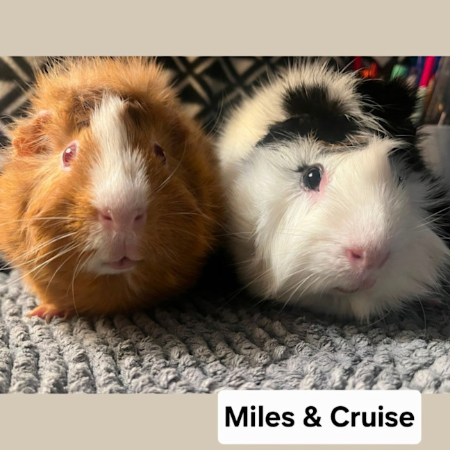Photo of Cruise & Miles