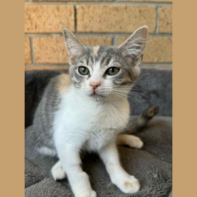 Photo of Pixie   In Foster Care In Cranbourne