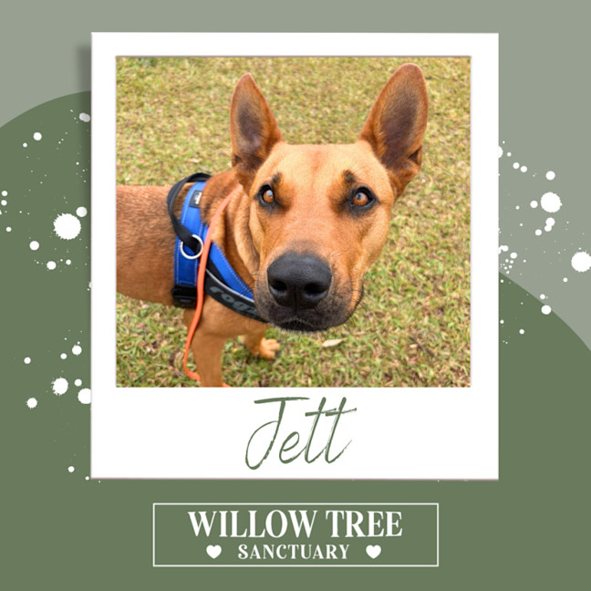 Photo of Jett