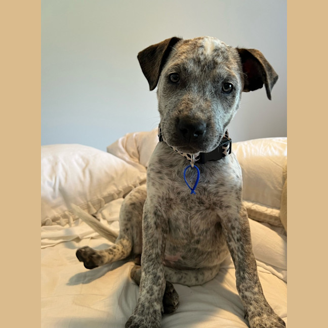 Photo of Sophia   3 Month Old Cattle Dog X