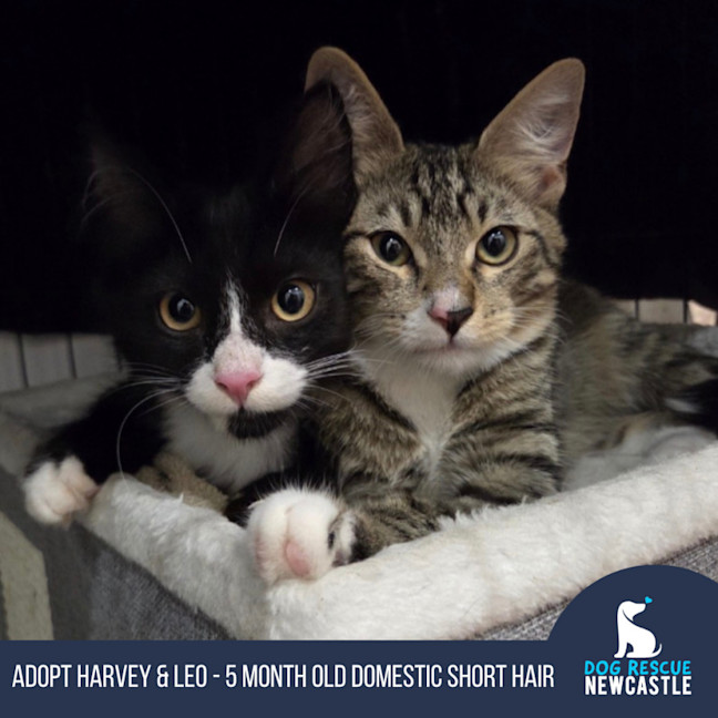 Photo of Harvey & Leo   5 Month Old Domestic Short Hair