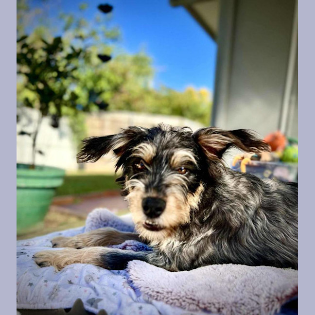 Photo of Dizzy Rascal