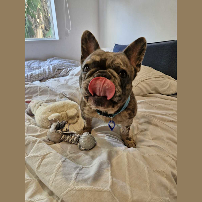 Photo of Mitch   4 Year Old French Bulldog