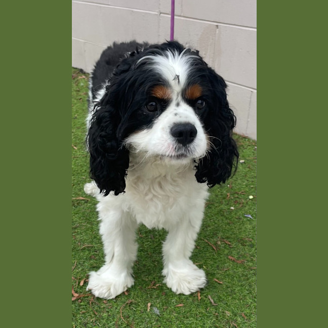 Photo of Winston
