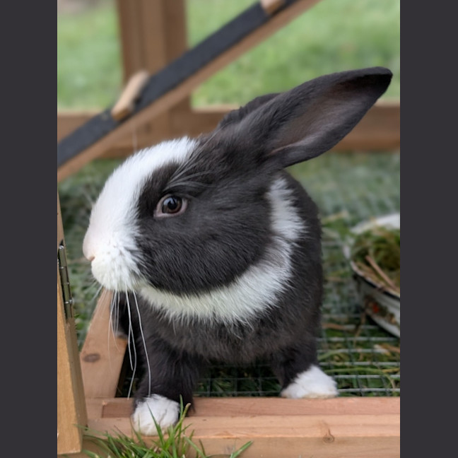 Photo of Shimmer
