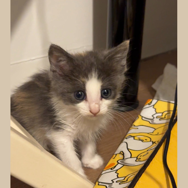 Photo of Willow Cloud