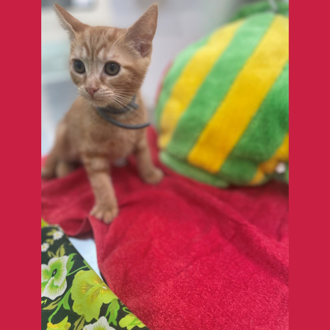 Photo of Blitzen (8908)