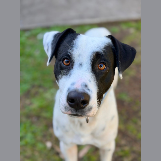 Photo of Sully