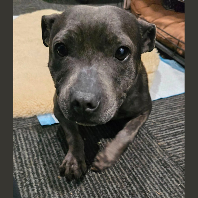 Photo of Wombat Bulleau