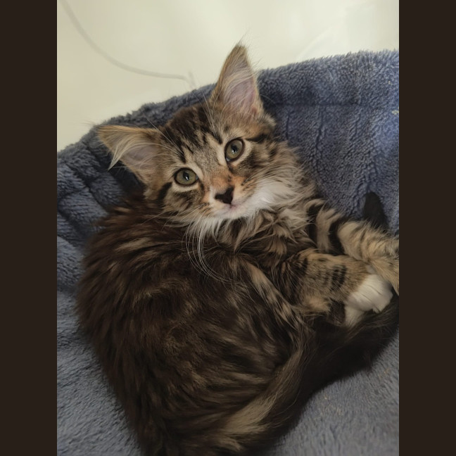 Photo of Chai