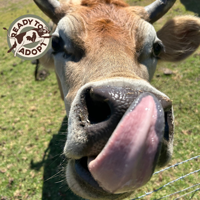 Photo of Daryl, Hank And Oscar