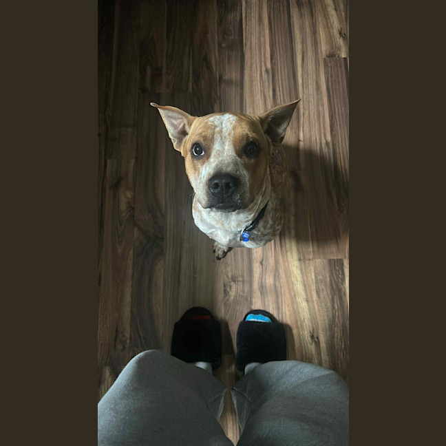 Photo of Bulla   10 Month Old Cattle Dog X Shar Pei