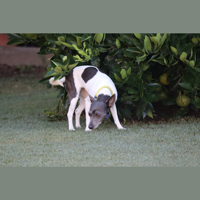 Photo of Roxie & Jessie   8 & 4 Yr Old Tenterfield Terriers
