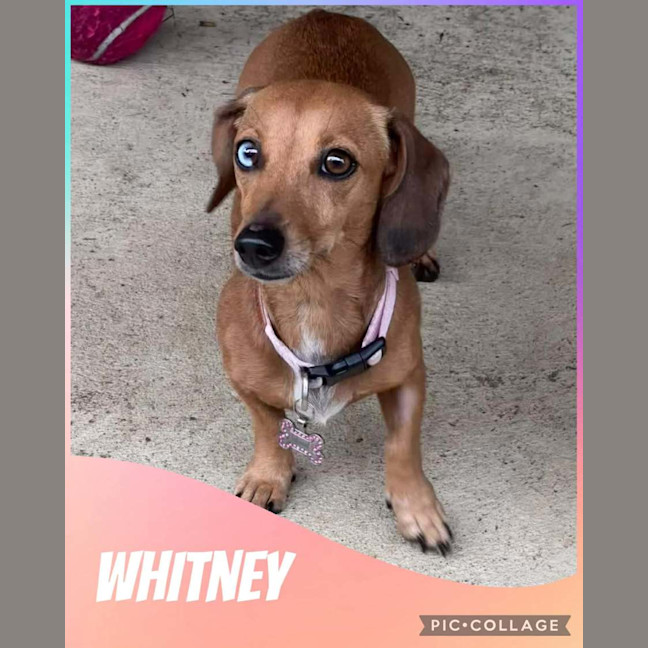Photo of Whitney 