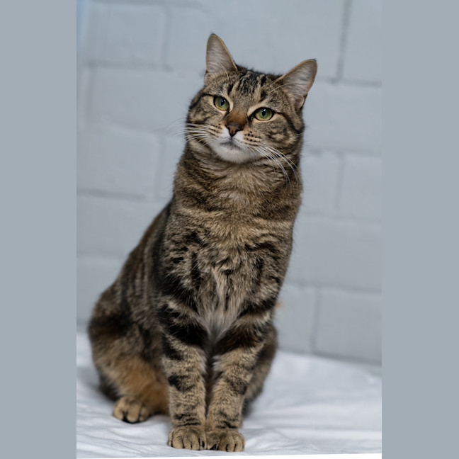 Photo of Maple