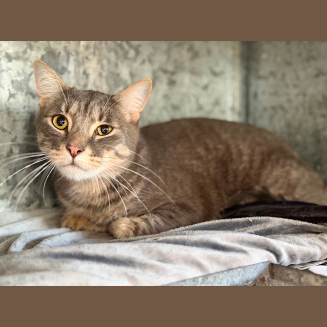Photo of Meow