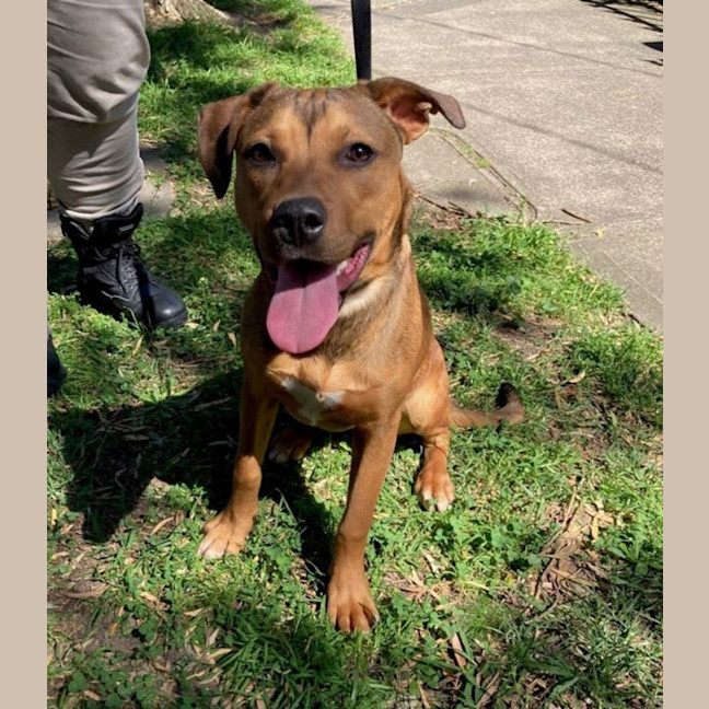 Photo of Fleur (Two For One Adoption With Floyd)