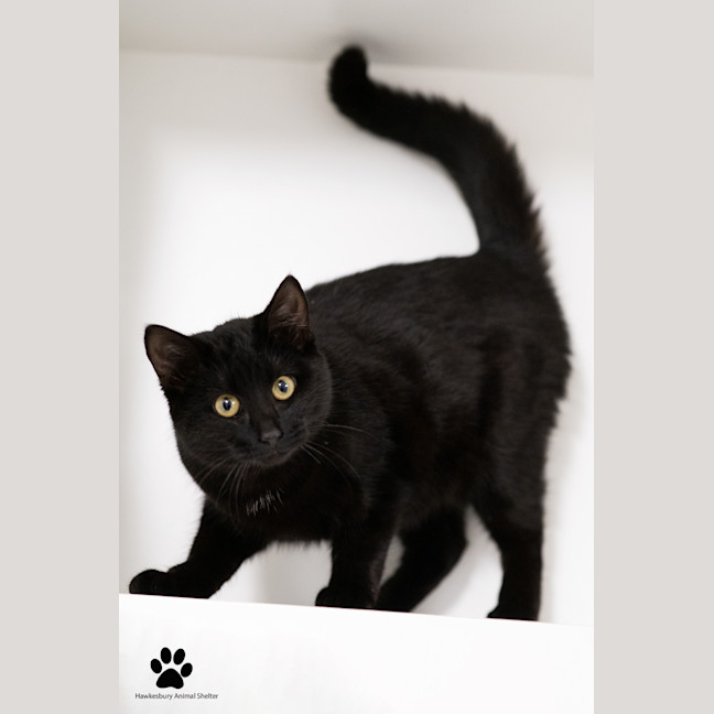 Photo of Gypsy