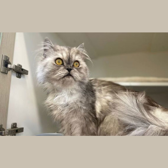 Photo of Falkor